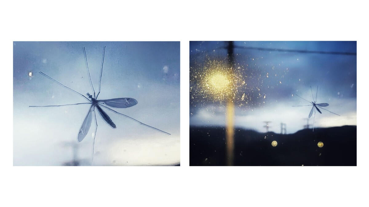 Untitled Untitled
